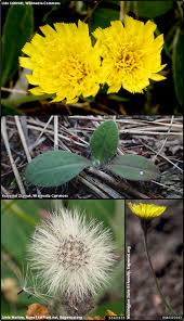 Attēlu rezultāti vaicājumam “Pilosella officinarum bud”