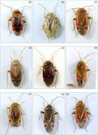 Attēlu rezultāti vaicājumam “Psallus sp.”