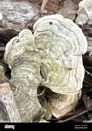 Attēlu rezultāti vaicājumam “Stereum fasciatum”