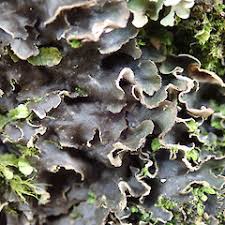 Attēlu rezultāti vaicājumam “Peltigera malacea”