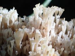 Attēlu rezultāti vaicājumam “Clavicorona pyxidata”