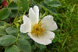 Attēlu rezultāti vaicājumam “Rosa villosa”