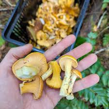 Attēlu rezultāti vaicājumam “Lycogala botrydium young”