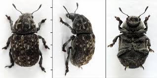 Attēlu rezultāti vaicājumam “Anthribus nebulosus”