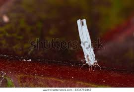 Attēlu rezultāti vaicājumam “Orthezia urticae”