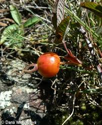 Attēlu rezultāti vaicājumam “Rosa majalis fruit”