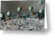 Attēlu rezultāti vaicājumam “Physarum penetrale macro”