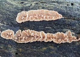 Attēlu rezultāti vaicājumam “Phlebia serialis”