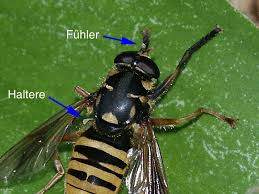 Attēlu rezultāti vaicājumam “Temnostoma vespiforme”