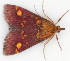 Attēlu rezultāti vaicājumam “Pyrausta aurata”