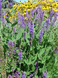 Attēlu rezultāti vaicājumam “Salvia nemorosa fruit”