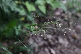 Attēlu rezultāti vaicājumam “Luzula luzuloides”