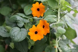 Image result for schwarzäugige Susanne