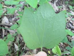 Attēlu rezultāti vaicājumam “Menispermum dauricum leaf”