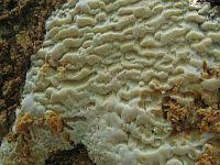 Attēlu rezultāti vaicājumam “Skeletocutis odora”