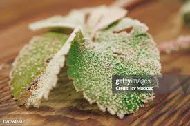 Attēlu rezultāti vaicājumam “Hyphodontia barba-jovis”