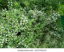 Attēlu rezultāti vaicājumam “Philadelphus lemoinei flower”