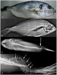 Image result for Sparus aurata