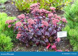 Attēlu rezultāti vaicājumam “Hylotelephium telephium”