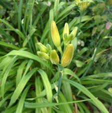 Attēlu rezultāti vaicājumam “Xanthorrhoeaceae”