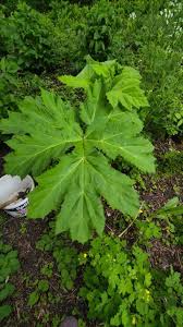 Attēlu rezultāti vaicājumam “Heracleum sosnowskyi leaf”