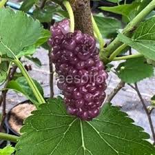 Attēlu rezultāti vaicājumam “Libanotis montana fruit”