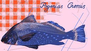 Image result for Pogonias cromis