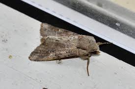 Attēlu rezultāti vaicājumam “Apamea sordens”