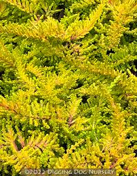 Attēlu rezultāti vaicājumam “Calluna vulgaris leaf”