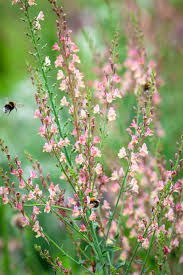 Image result for Linaria purpurea