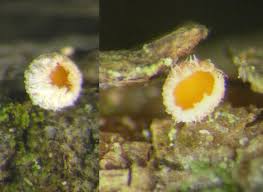 Attēlu rezultāti vaicājumam “Lachnellula willkommii”