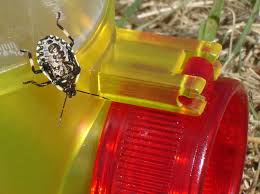 Attēlu rezultāti vaicājumam “Pinthaeus sanguinipes”