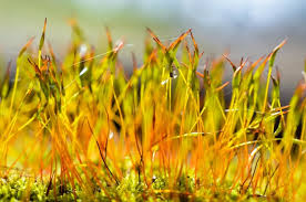 Attēlu rezultāti vaicājumam “Pohlia nutans sporophyte”