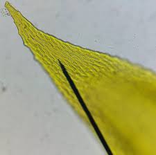 Attēlu rezultāti vaicājumam “Antitrichia curtipendula”