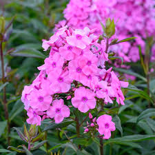 Image result for Phlox paniculata `Sweet Summer`