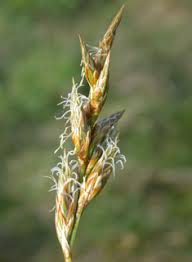 Attēlu rezultāti vaicājumam “Carex arenaria  flower”