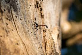 Attēlu rezultāti vaicājumam “Gasteruption jaculator”