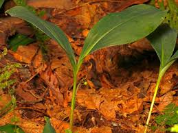 Attēlu rezultāti vaicājumam “Convallaria majalis fruit”