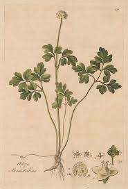 Attēlu rezultāti vaicājumam “Adoxa moschatellina flower”