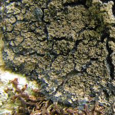 Attēlu rezultāti vaicājumam “Parmeliella triptophylla”