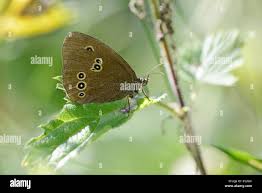 Attēlu rezultāti vaicājumam “Aphantopus hyperantus underside”