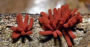 Attēlu rezultāti vaicājumam “Arcyria minuta macro”