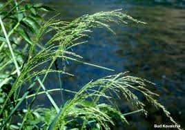 Attēlu rezultāti vaicājumam “Polymerus palustris”