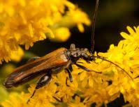 Attēlu rezultāti vaicājumam “Oedemera femorata”