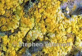 Attēlu rezultāti vaicājumam “Chrysothrix candelaris”