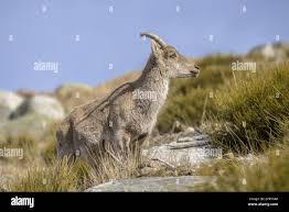 Attēlu rezultāti vaicājumam “Capra juvenile”