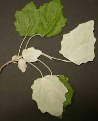 Attēlu rezultāti vaicājumam “Populus alba”