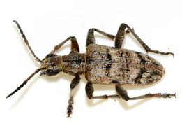 Attēlu rezultāti vaicājumam “Rhagium inquisitor”