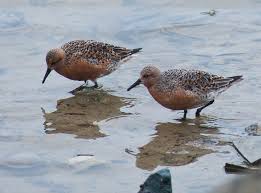 Attēlu rezultāti vaicājumam “Calidris canutus”