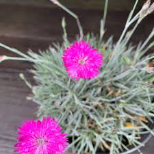 Image result for Dianthus gratianopolitanus